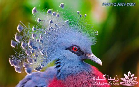 پرندگان زیبا